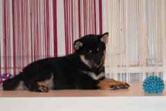 shiba black and tan