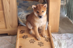 shiba muzjak