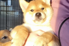 shiba muzjak