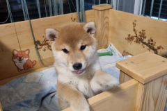 shiba stene