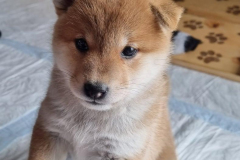 stene shiba