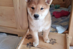 shiba inu